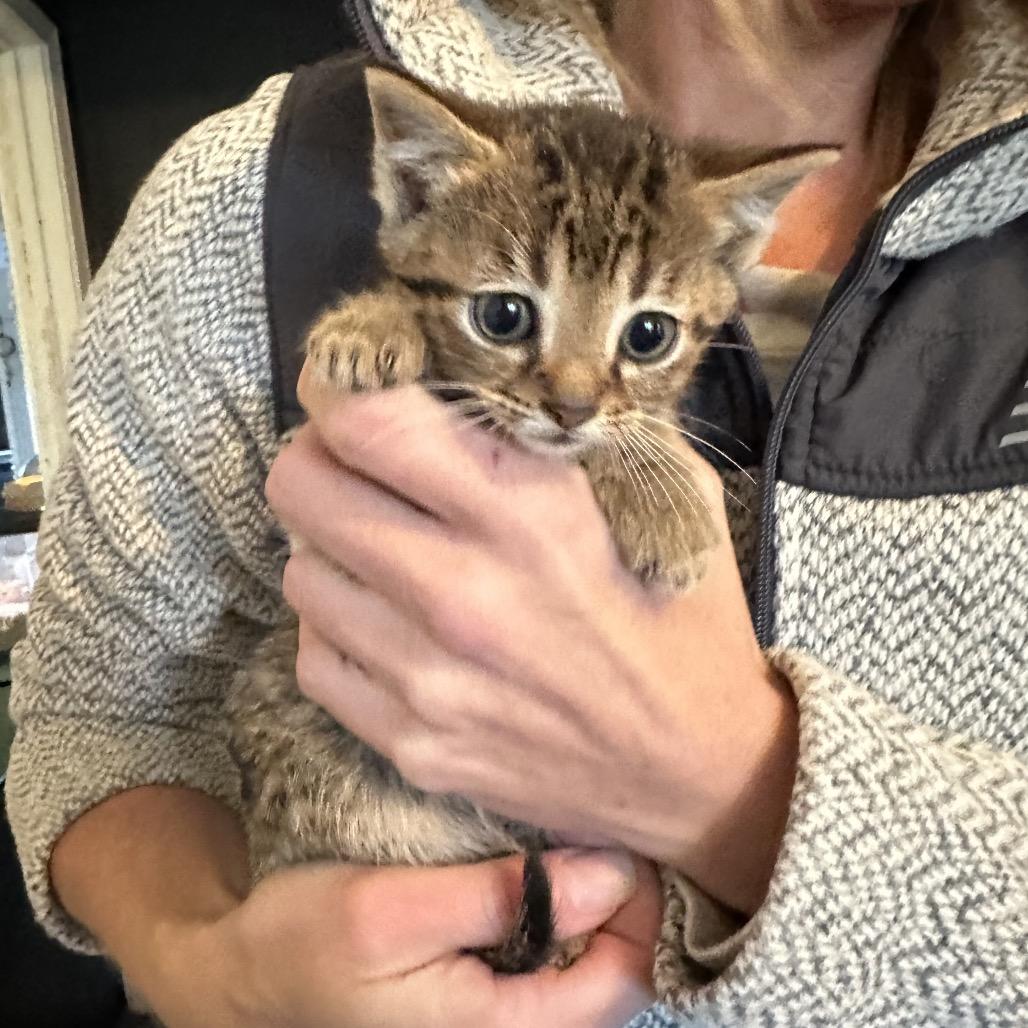 Enlarge Keen, a Adoptable Domestic Short Hair in Pinson, TN image 4/4
