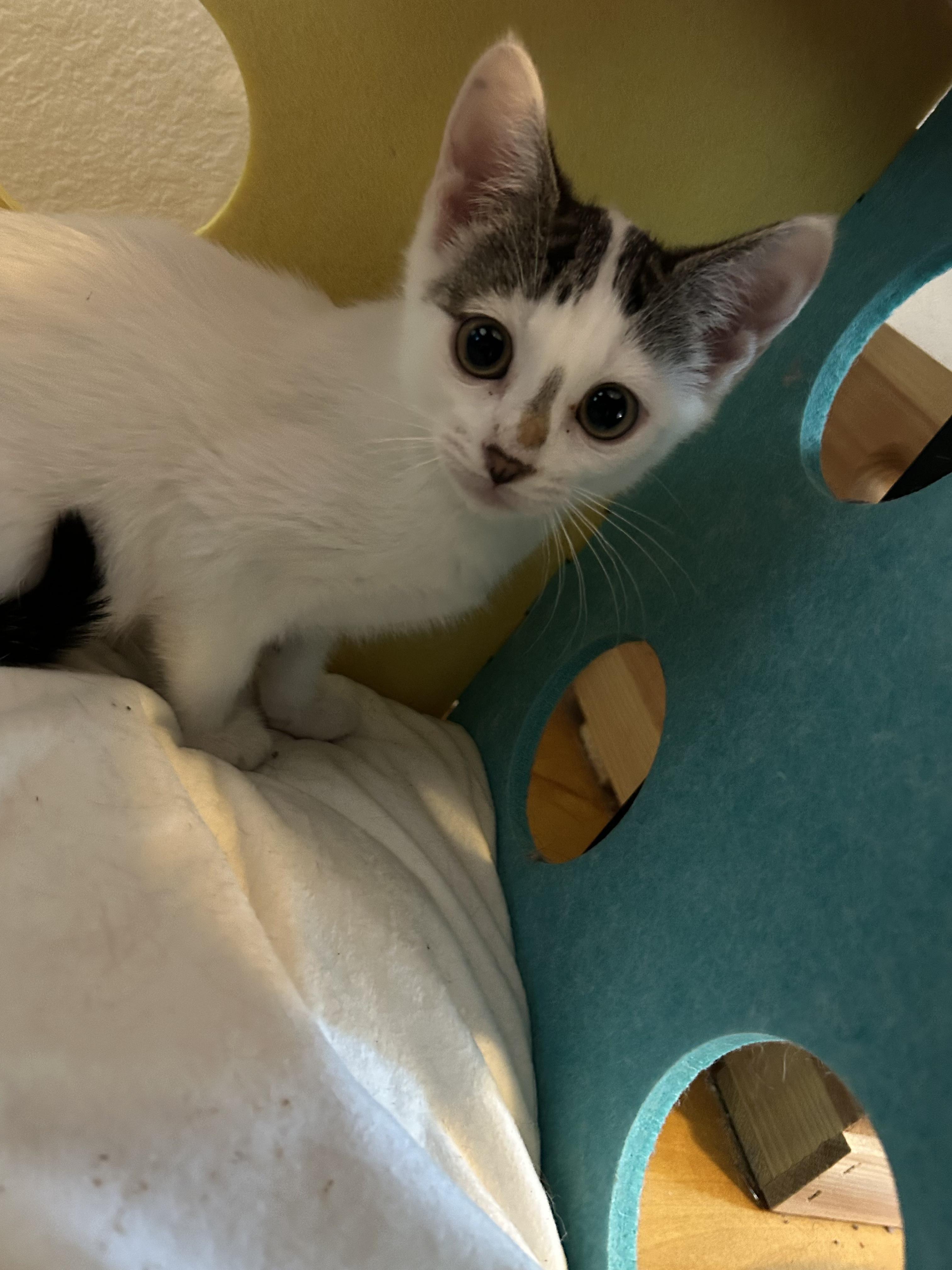 Kiku (Kiki), Adoptable, Kitten Female American Shorthair.