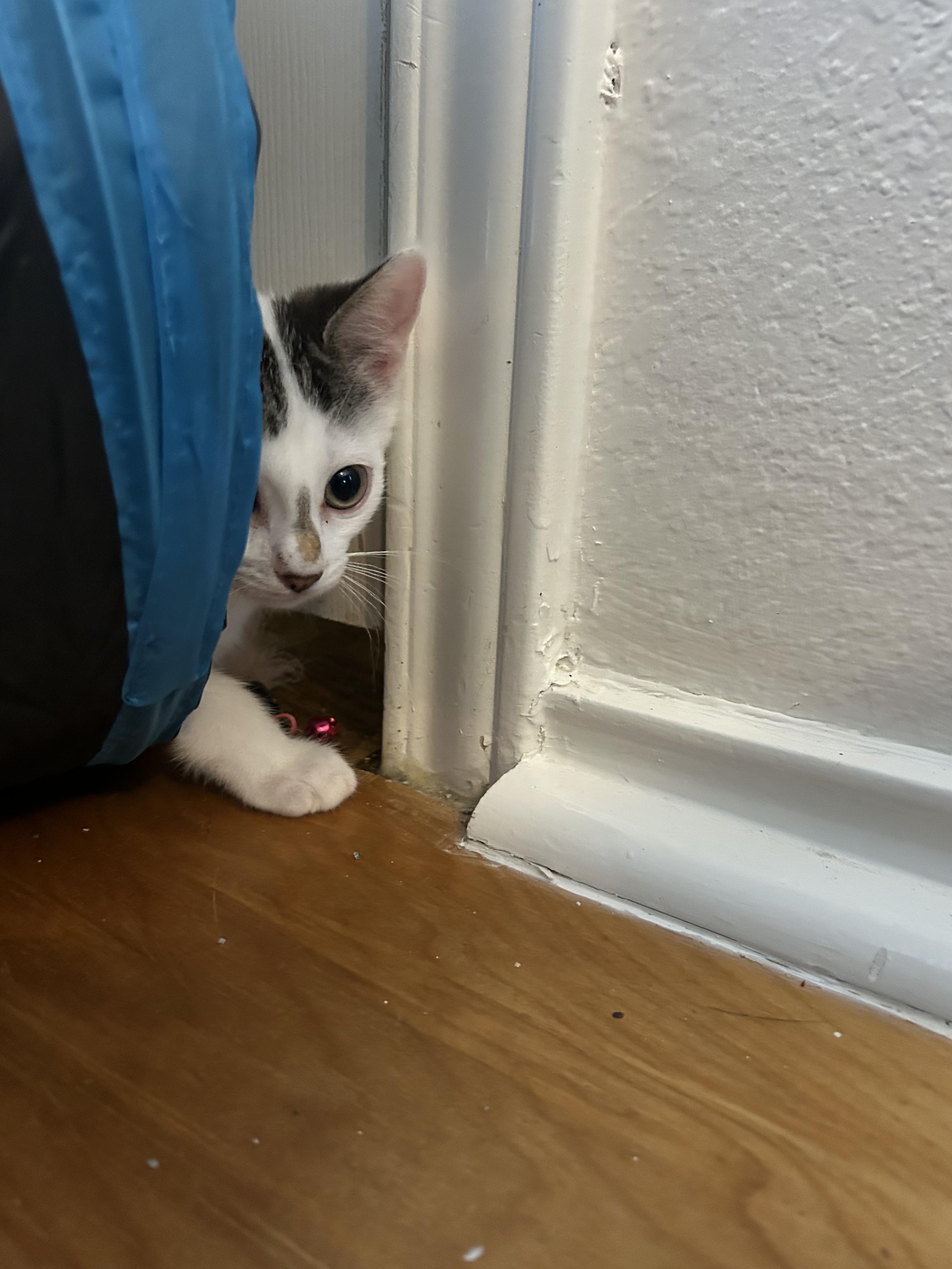 Enlarge Kiku (Kiki), a Adoptable American Shorthair in Round Rock, TX image 2/4