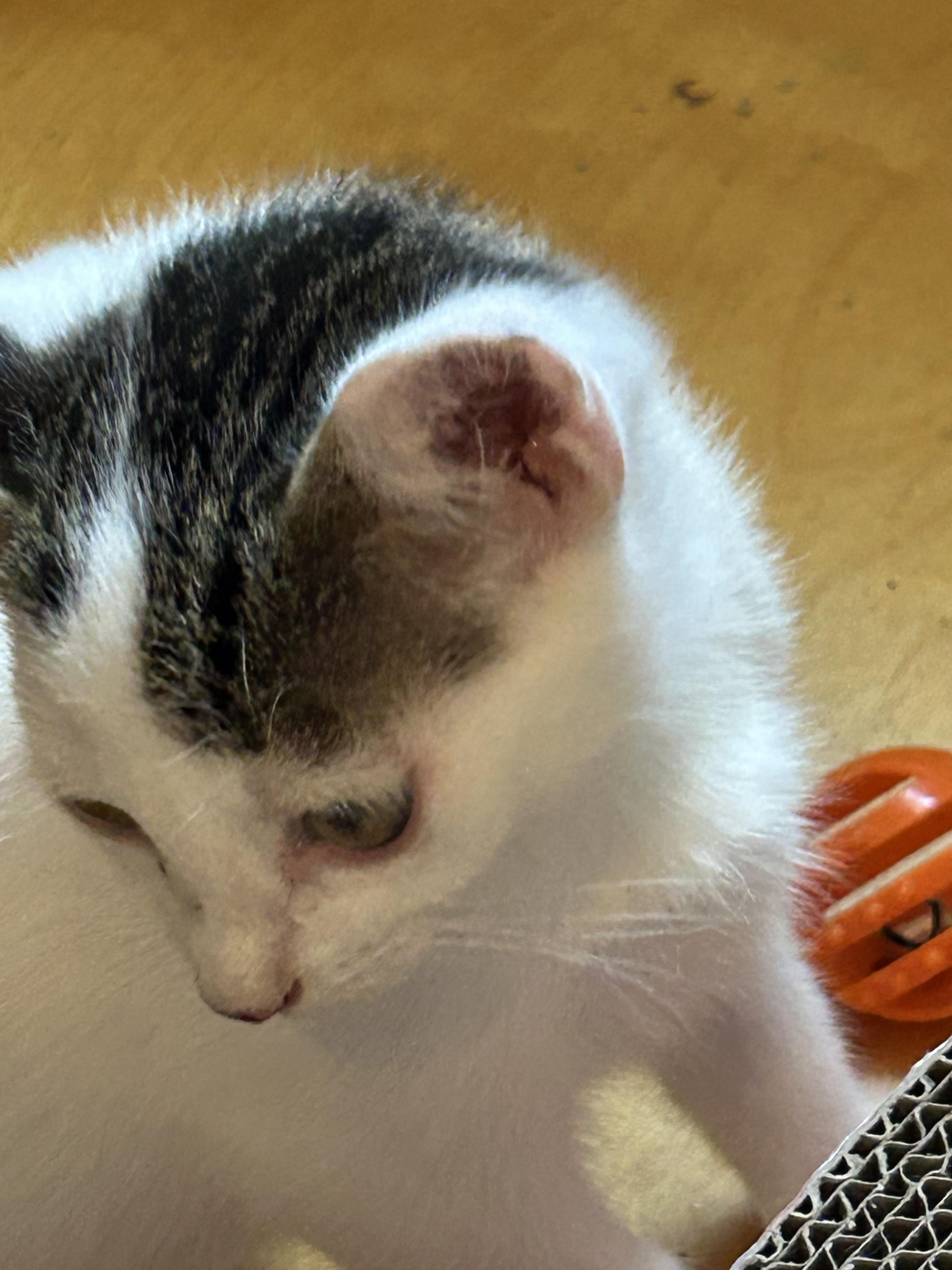 Enlarge Kiku (Kiki), a Adoptable American Shorthair in Round Rock, TX image 3/4