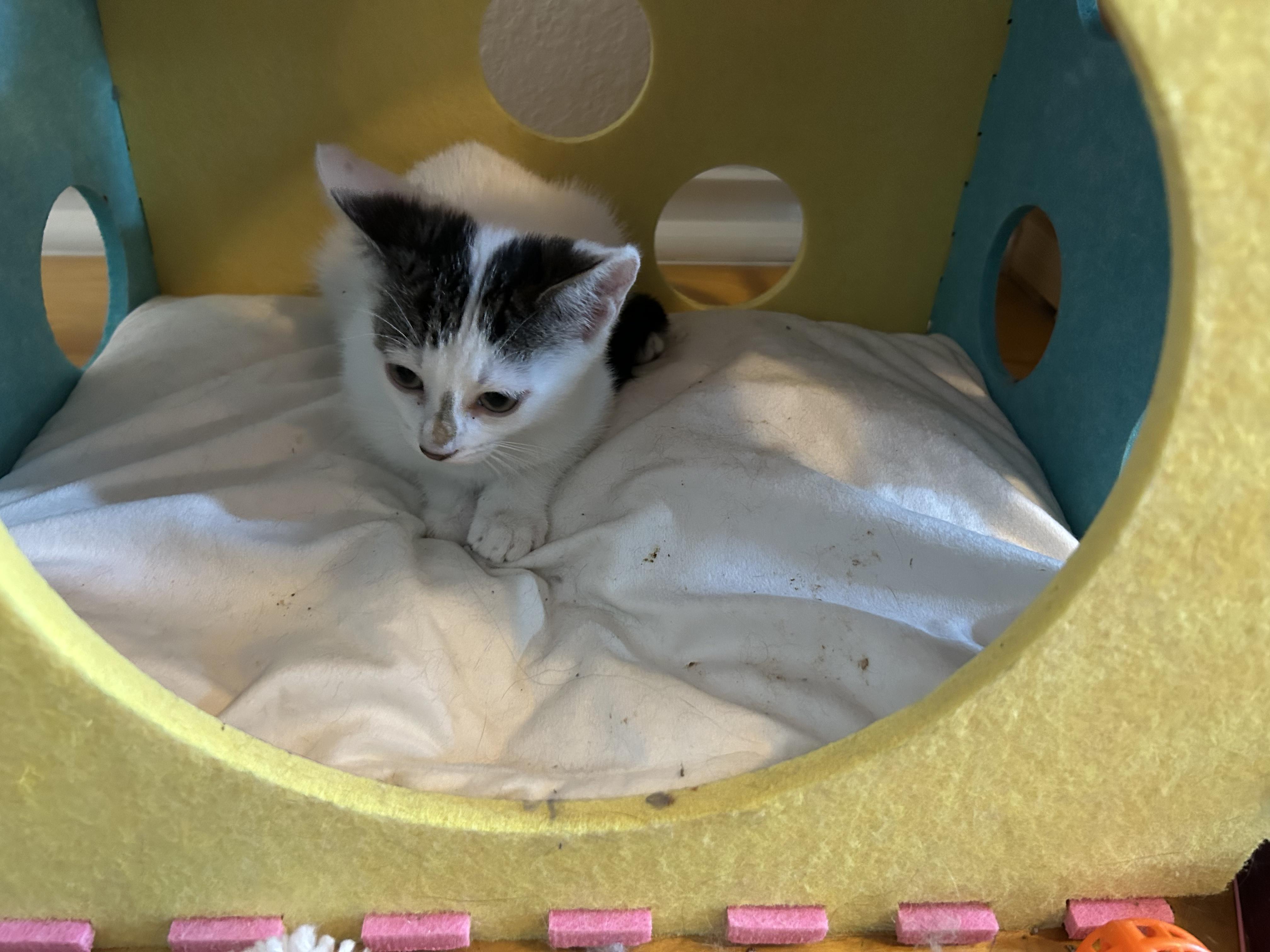 Enlarge Kiku (Kiki), a Adoptable American Shorthair in Round Rock, TX image 4/4