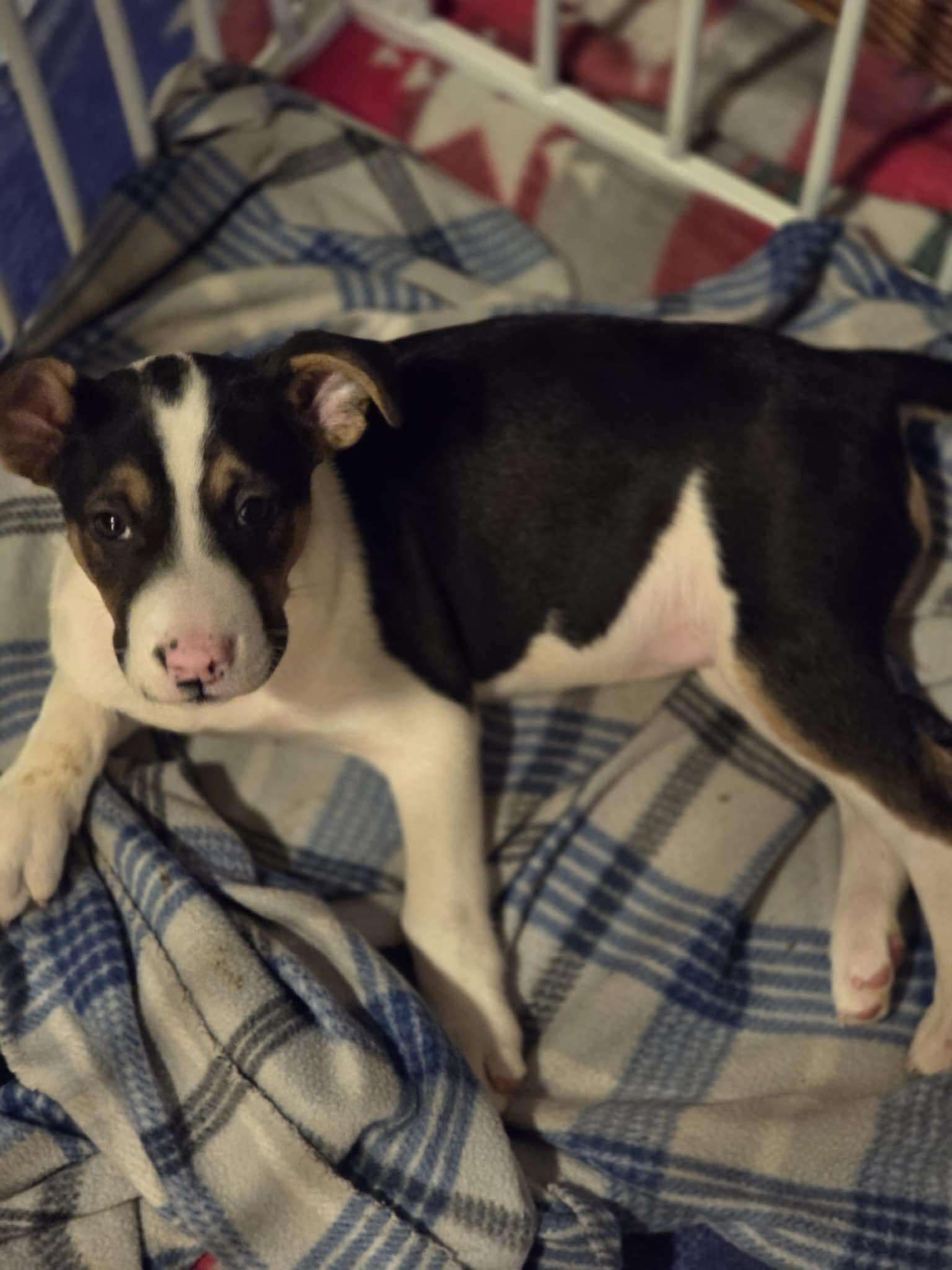 Enlarge Sally, a Adoptable Mixed Breed in Poplar Bluff, MO image 1/3