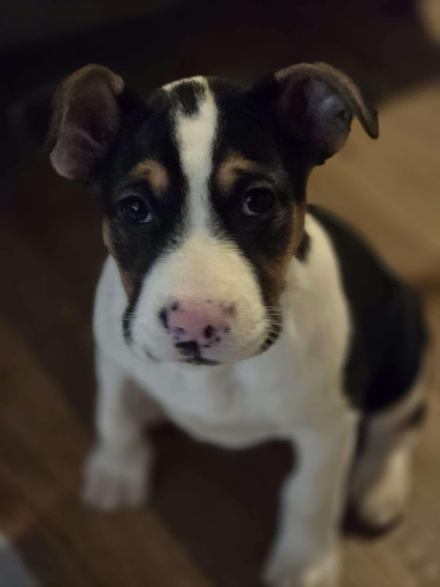 Enlarge Sally, a Adoptable Mixed Breed in Poplar Bluff, MO image 2/3