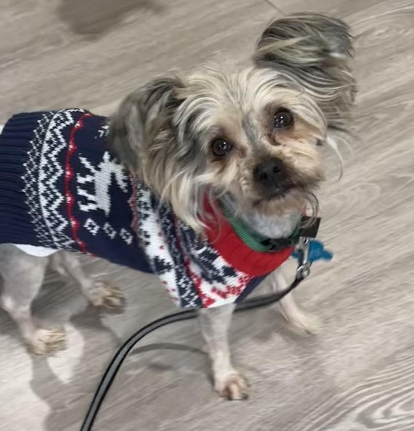 Enlarge Reuben, an adopted mixed breed in Grosse Pointe Park, MI image 1/3