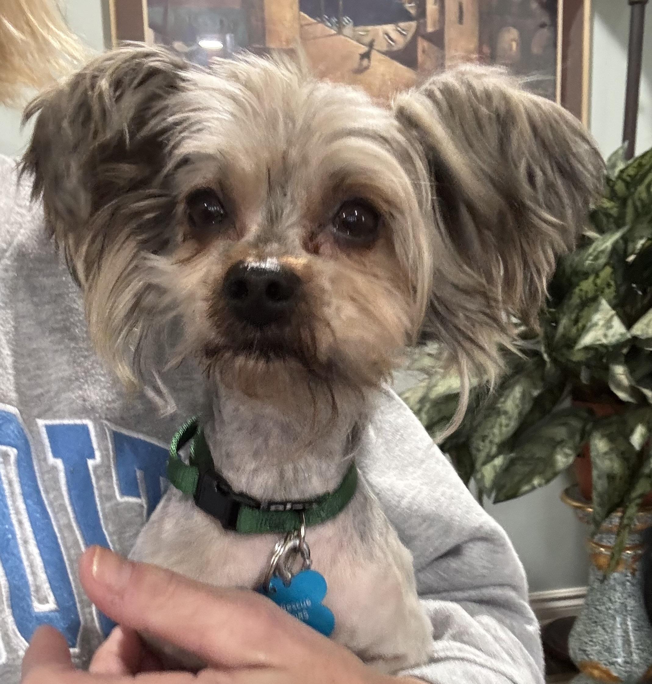 Enlarge Reuben, an adopted mixed breed in Grosse Pointe Park, MI image 2/3