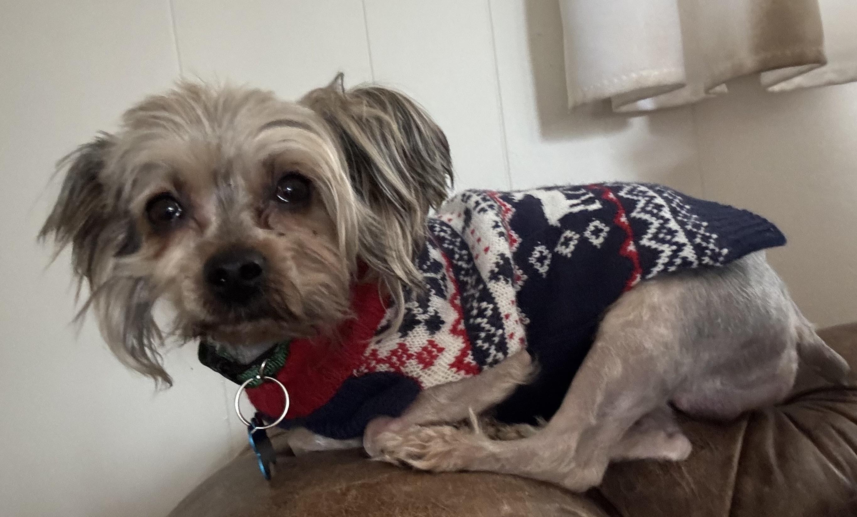 Enlarge Reuben, an adopted mixed breed in Grosse Pointe Park, MI image 3/3