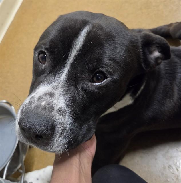 Enlarge TREMOLO, a Adoptable mixed breed in Anchorage, AK image 1/1