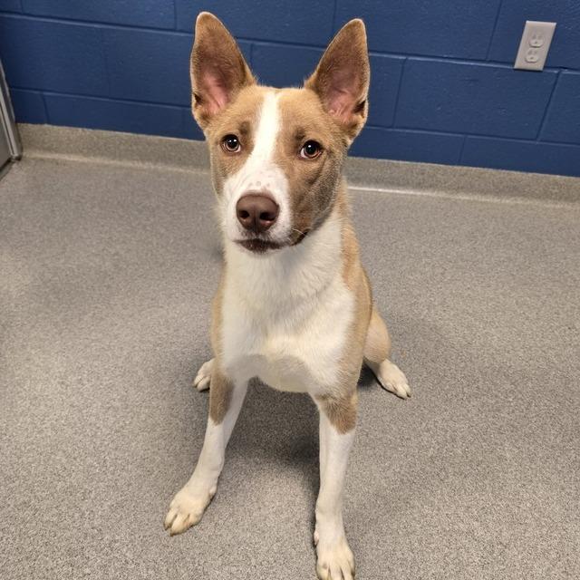 Kermie, Adoptable, Adult Male Cattle Dog & Mixed Breed.