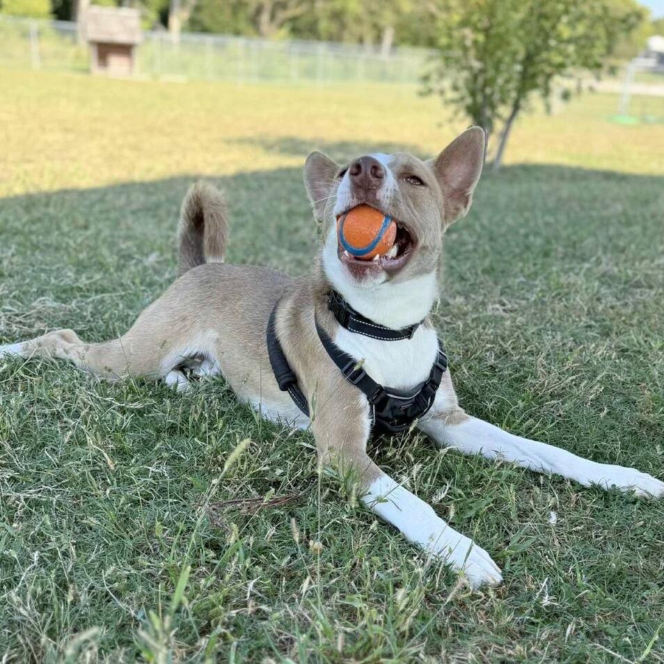 Enlarge Kermie, a Adoptable mixed breed in Kingman, KS image 2/4