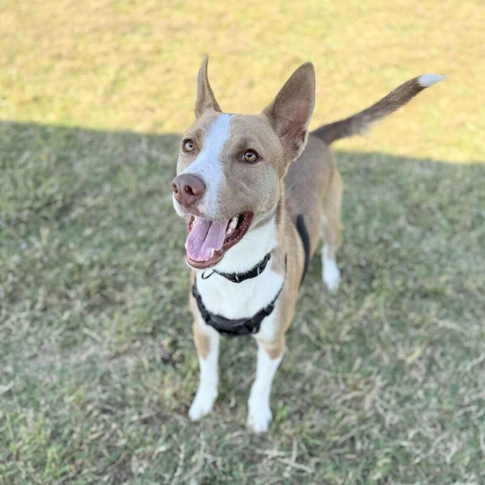 Enlarge Kermie, a Adoptable mixed breed in Kingman, KS image 3/4