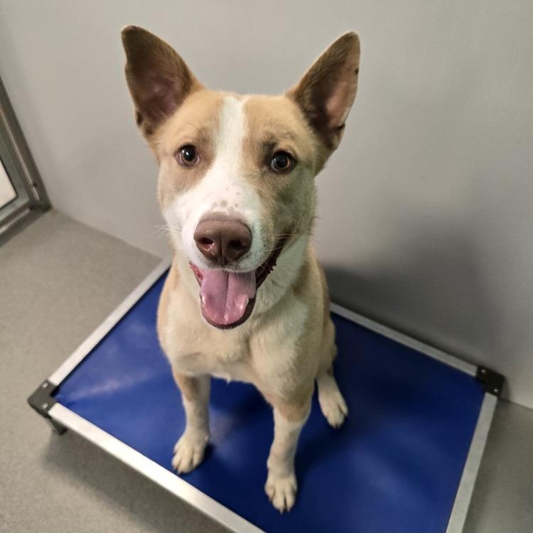 Enlarge Kermie, a Adoptable mixed breed in Kingman, KS image 4/4