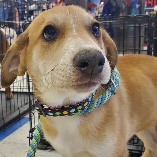 Dog for adoption Gypsy, a Beagle & Shepherd Mix in Lake Orion, MI