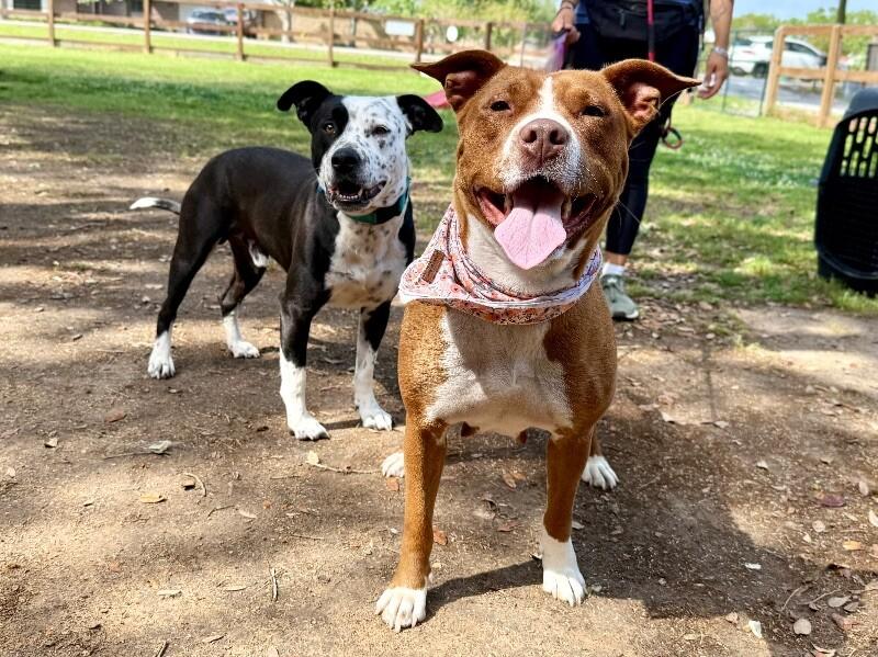 Paisley Love brings connection and affection — thumbnail 2