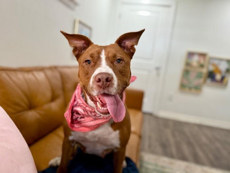 Paisley Love brings connection and affection — thumbnail 4