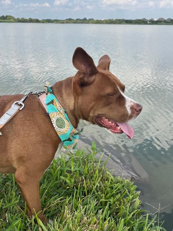 Paisley Love brings connection and affection — thumbnail 5