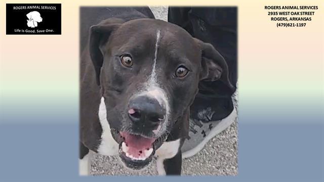 Enlarge BRODIE, a Adoptable Pit Bull Terrier in Rogers, AR image 1/1