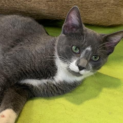 Enlarge Biscuit, a Adoptable Domestic Short Hair in Stockholm, WI image 1/5