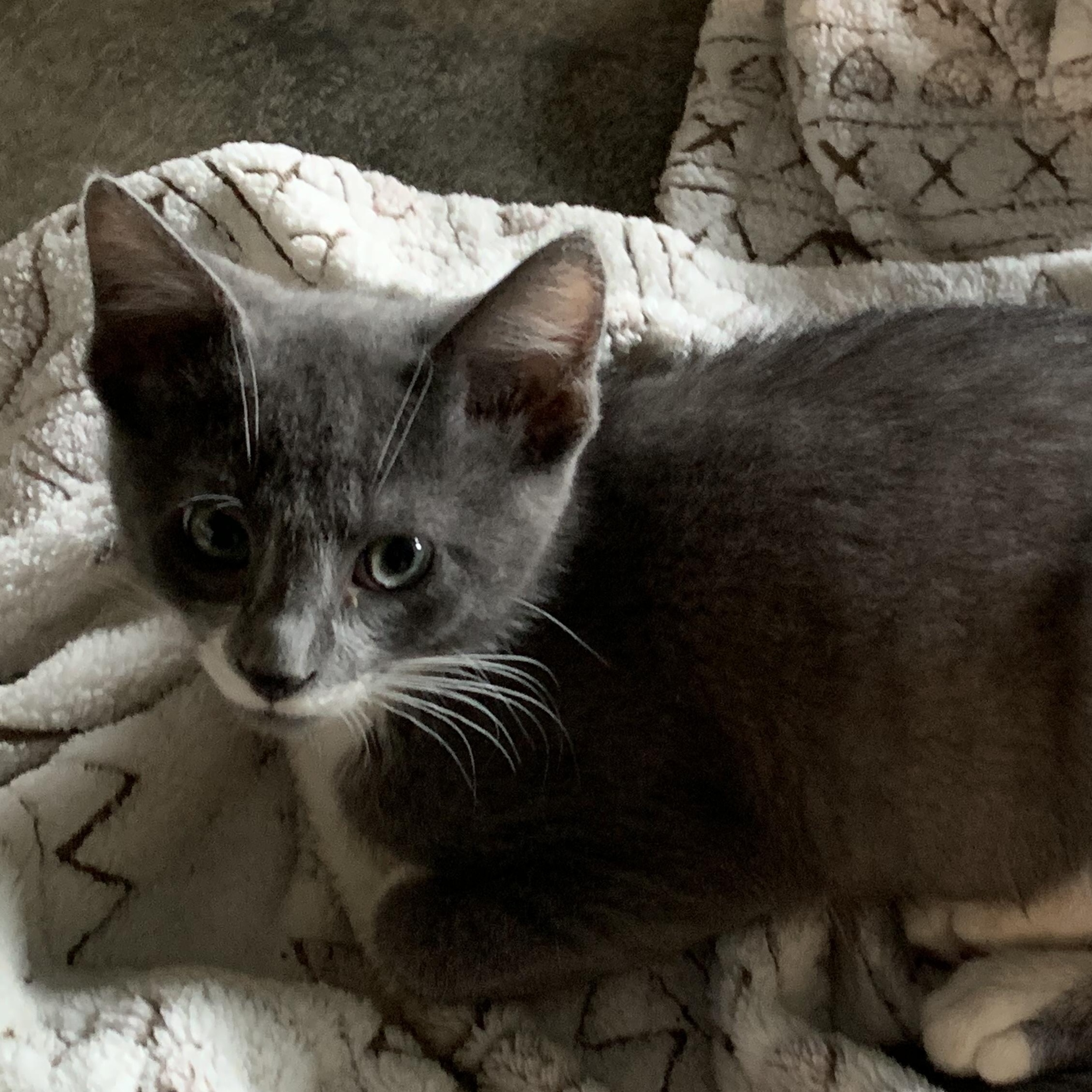 Enlarge Biscuit, a Adoptable Domestic Short Hair in Stockholm, WI image 5/5