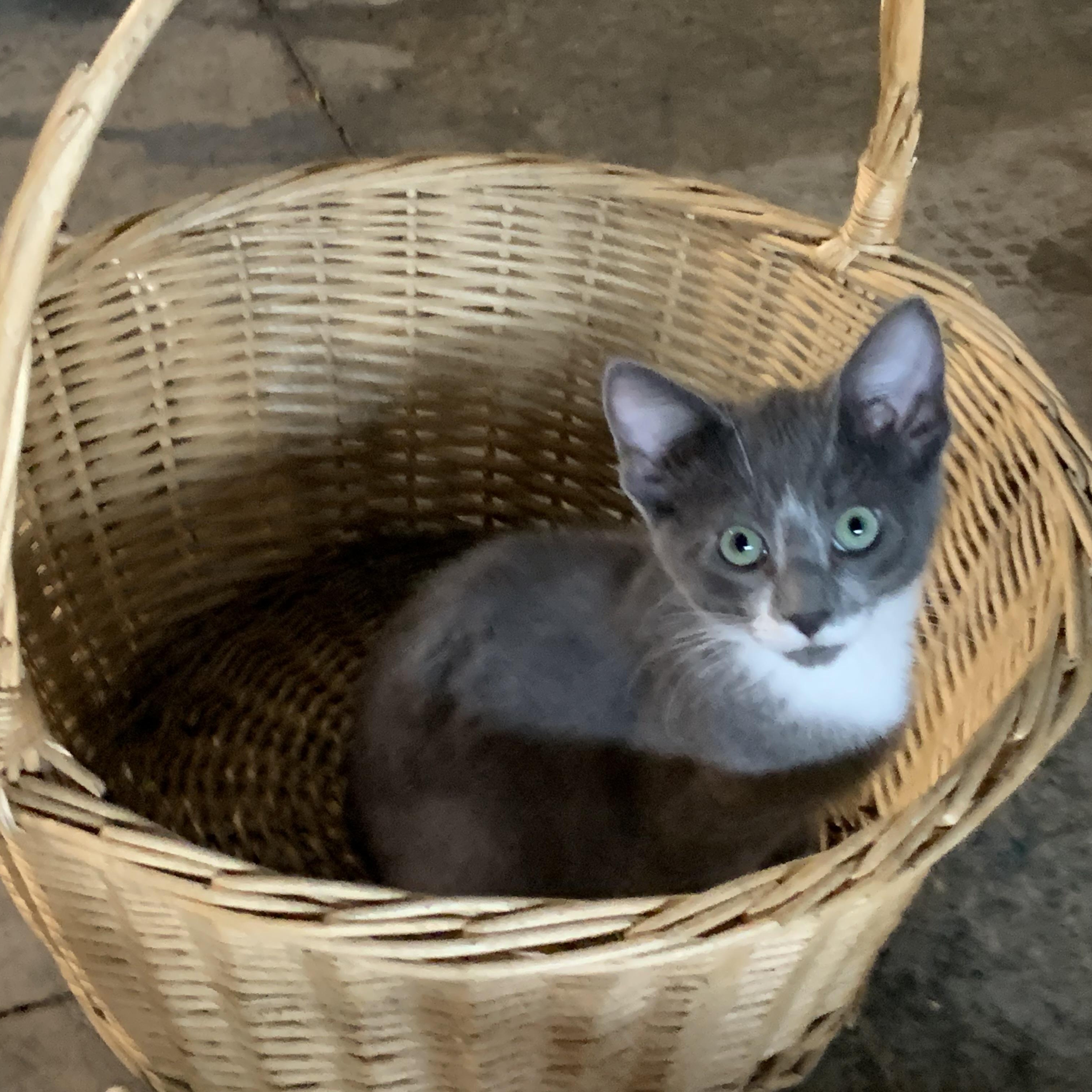 Enlarge Biscuit, a Adoptable Domestic Short Hair in Stockholm, WI image 2/5