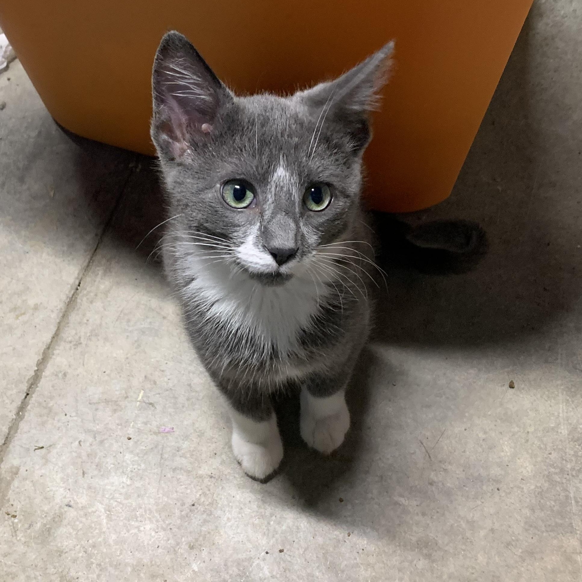 Enlarge Biscuit, a Adoptable Domestic Short Hair in Stockholm, WI image 3/5