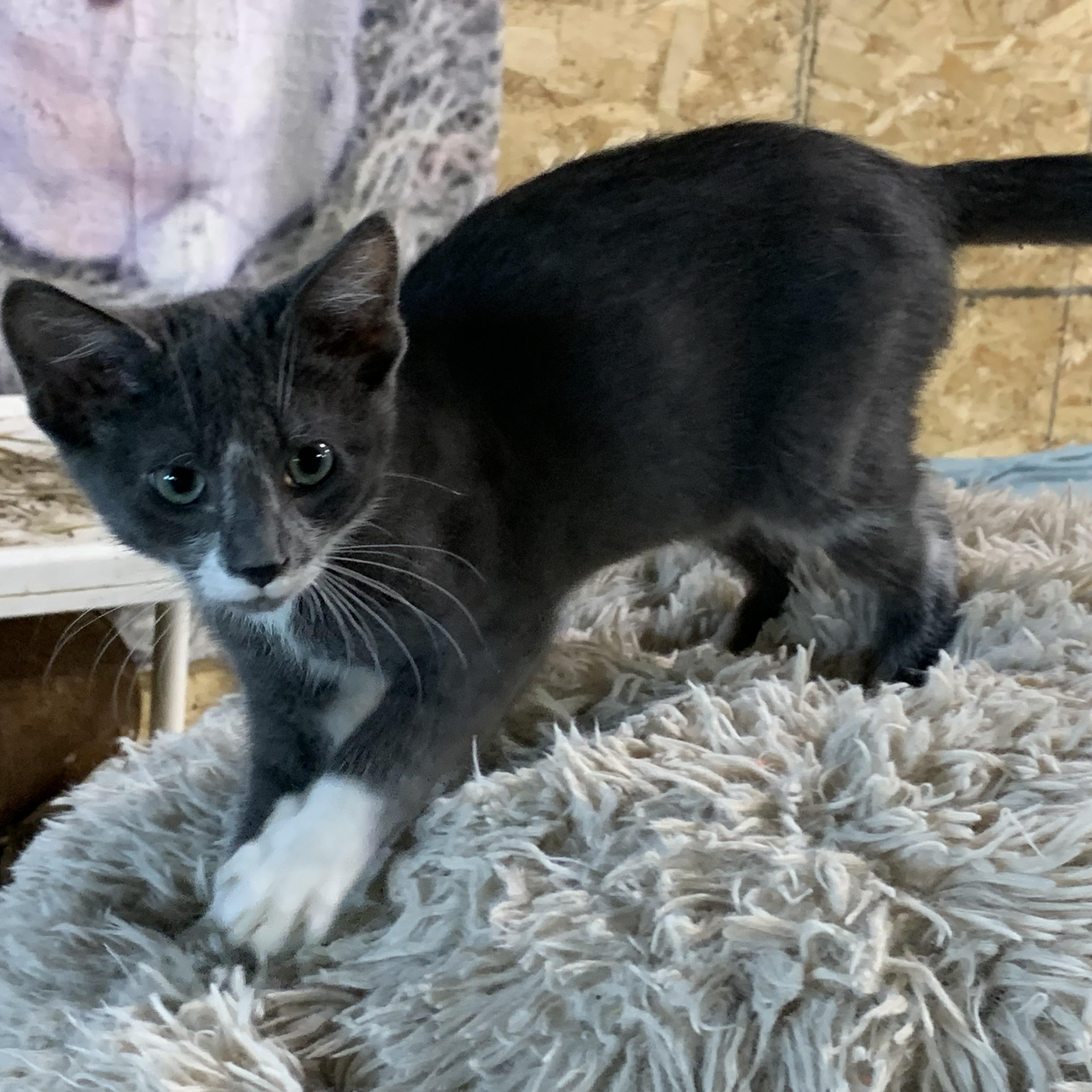Enlarge Biscuit, a Adoptable Domestic Short Hair in Stockholm, WI image 4/5