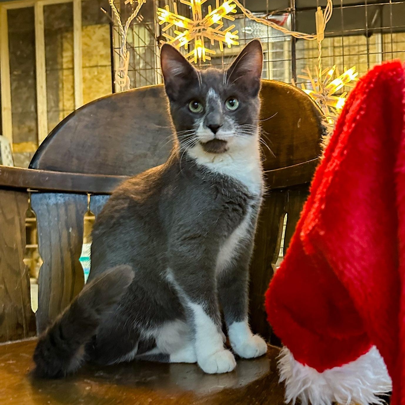 Enlarge Biscuit, a Adoptable Domestic Short Hair in Stockholm, WI image 1/5