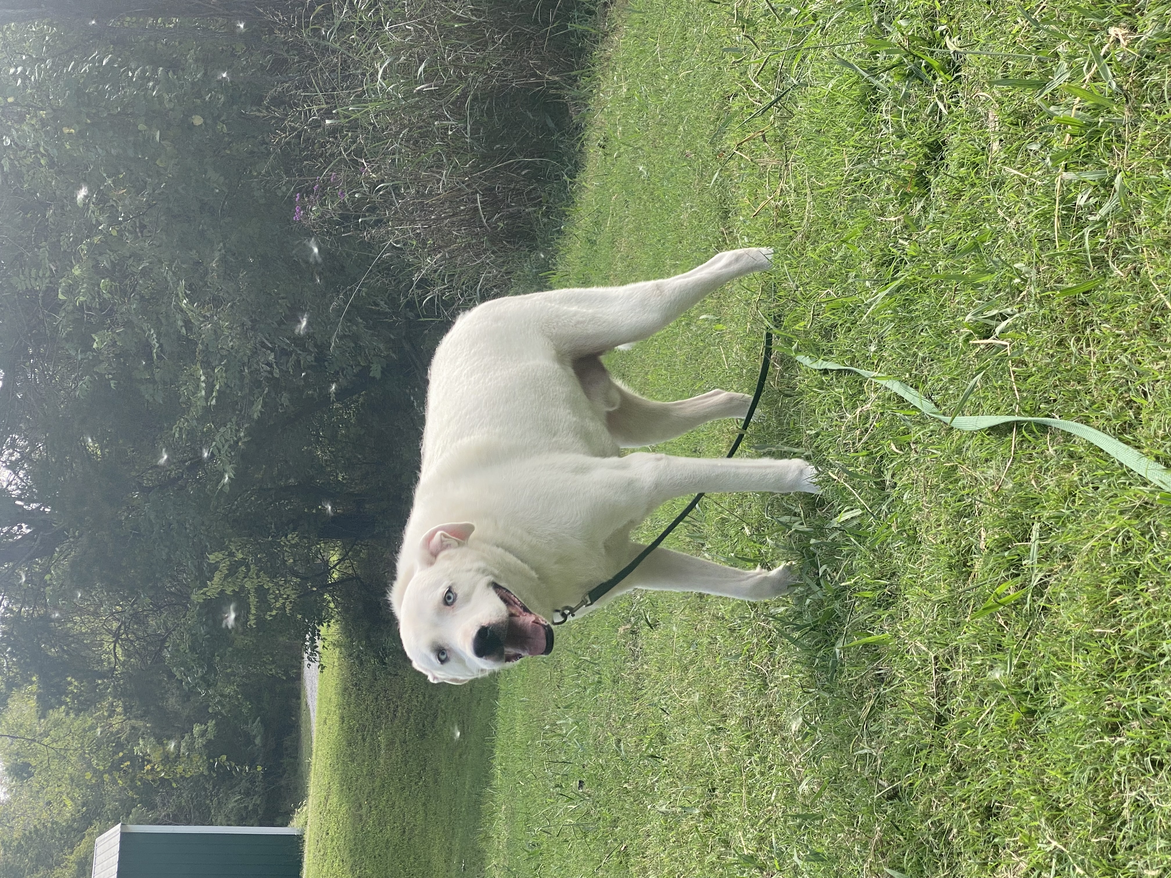 Cheddar, a Adoptable mixed breed in Eagleville, TN image 1/6