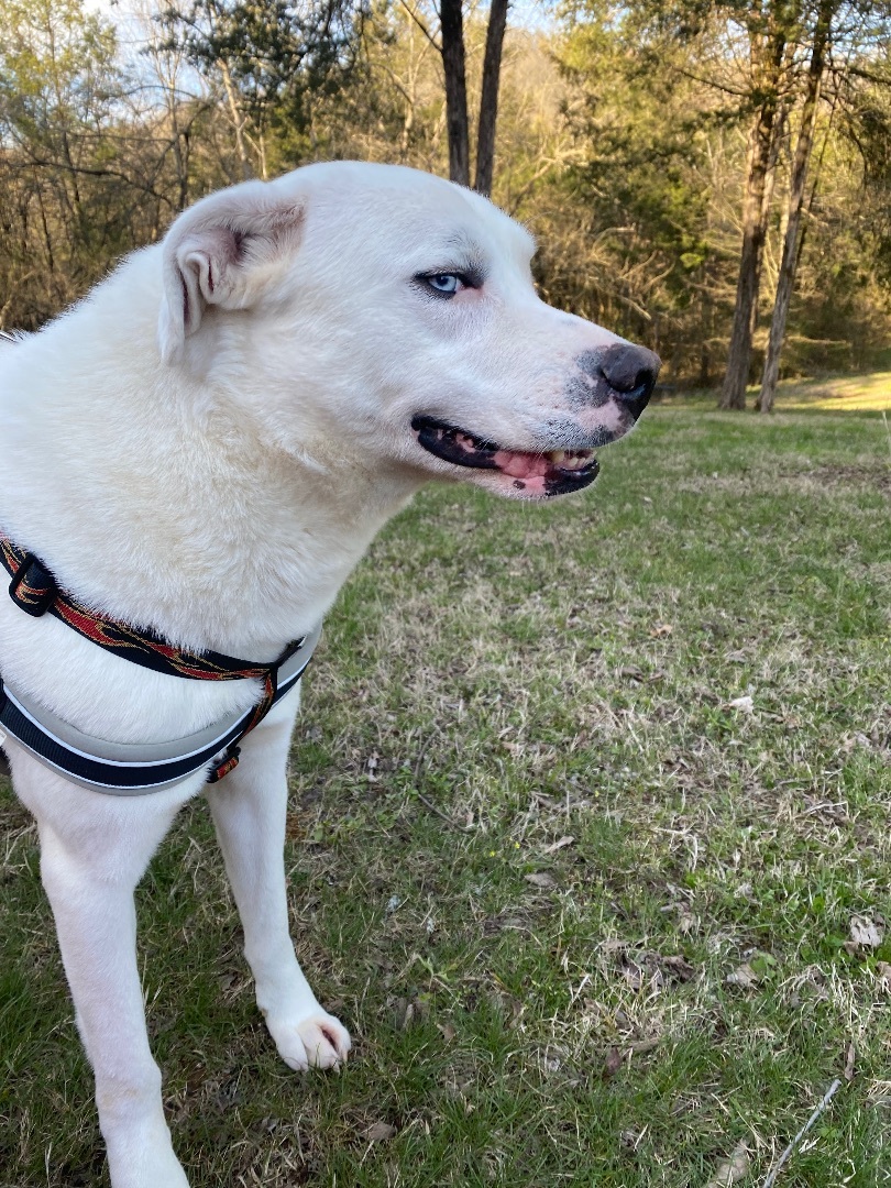 Cheddar, a Adoptable mixed breed in Eagleville, TN image 2/6