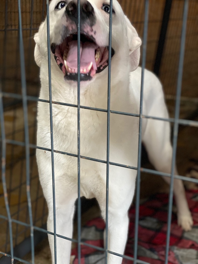 Cheddar, a Adoptable mixed breed in Eagleville, TN image 3/6
