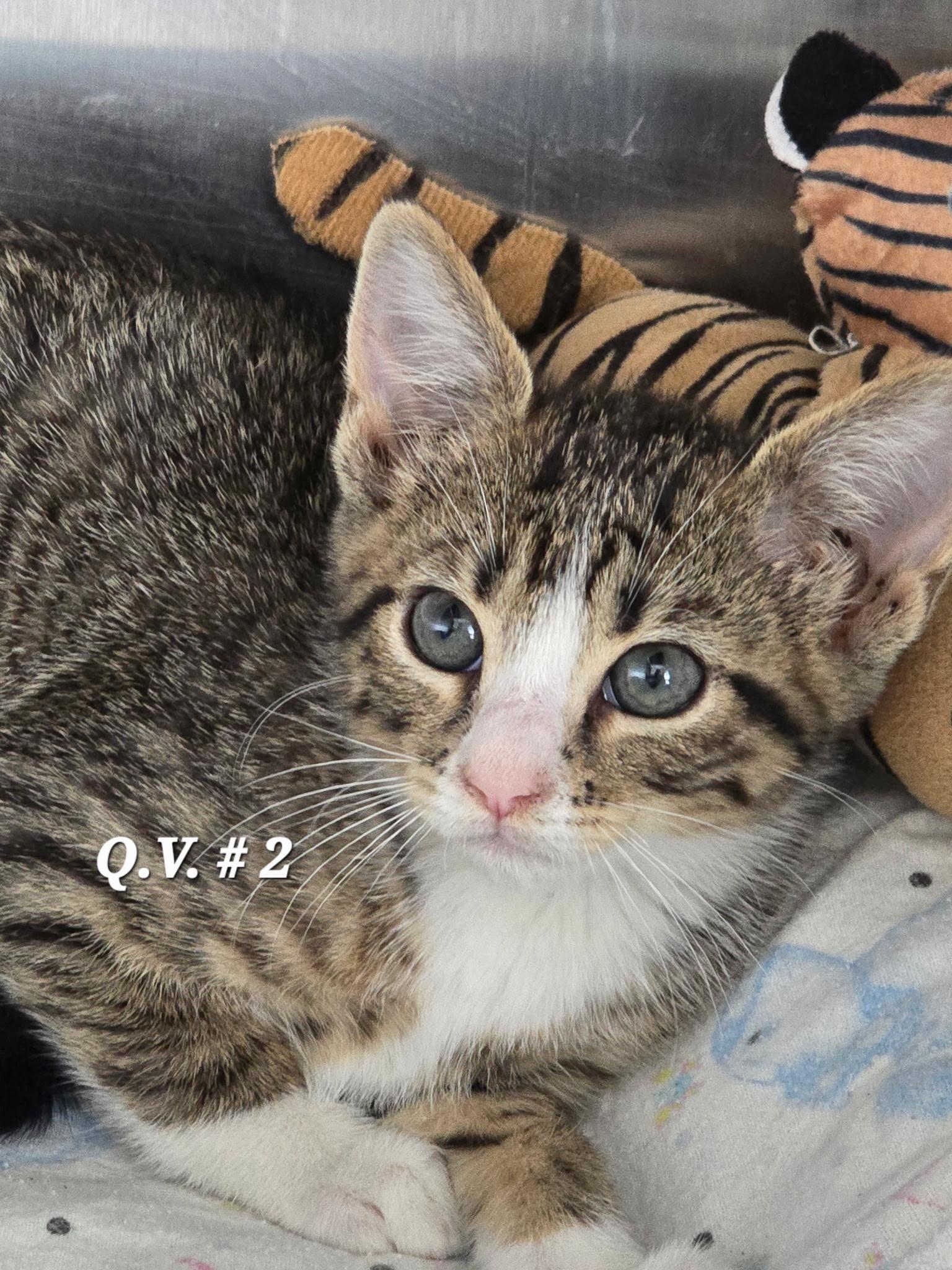 QV, adopted, Kitten Female Domestic Short Hair.