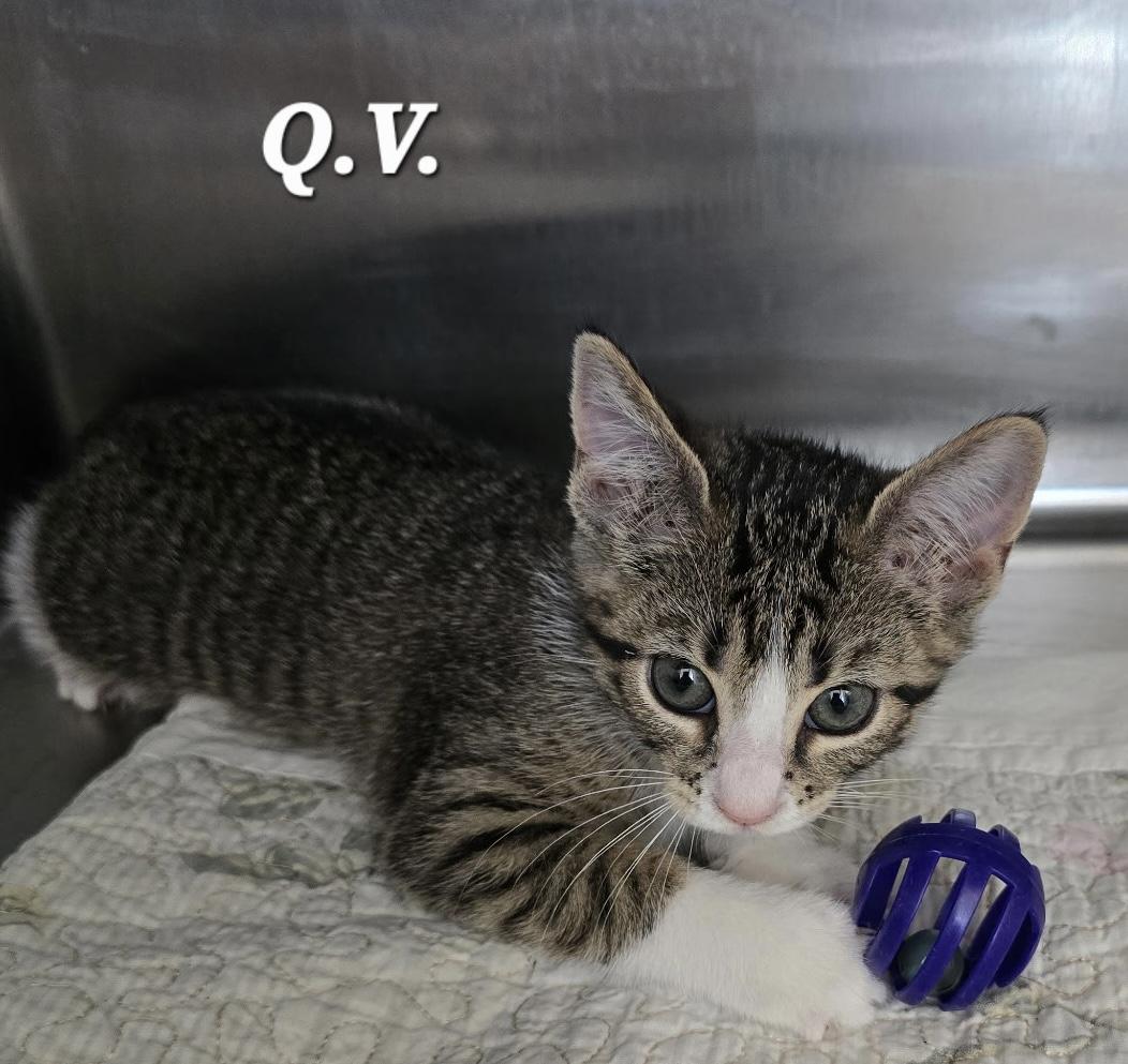 QV, an adopted mixed breed in Mingus, TX image 2/2