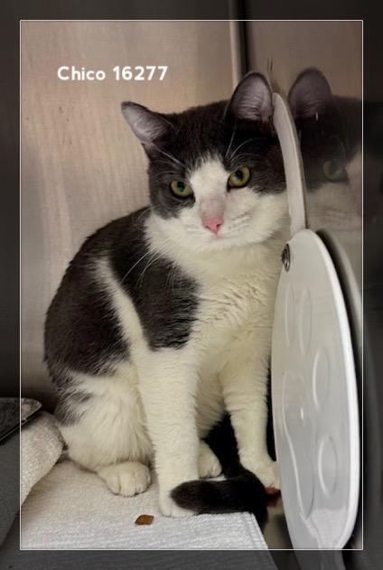 Enlarge CHICO, an adopted Domestic Short Hair in Marietta, GA image 5/5