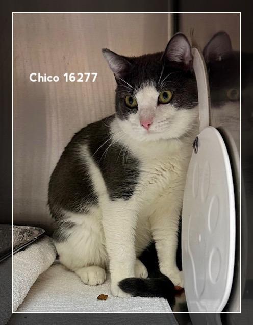 Enlarge CHICO, an adopted Domestic Short Hair in Marietta, GA image 2/5