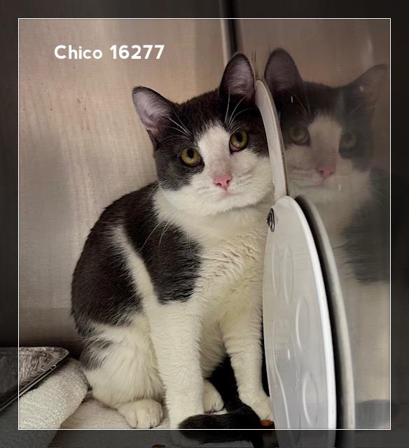 Enlarge CHICO, an adopted Domestic Short Hair in Marietta, GA image 3/5