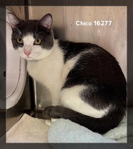 Enlarge CHICO, an adopted Domestic Short Hair in Marietta, GA image 4/5