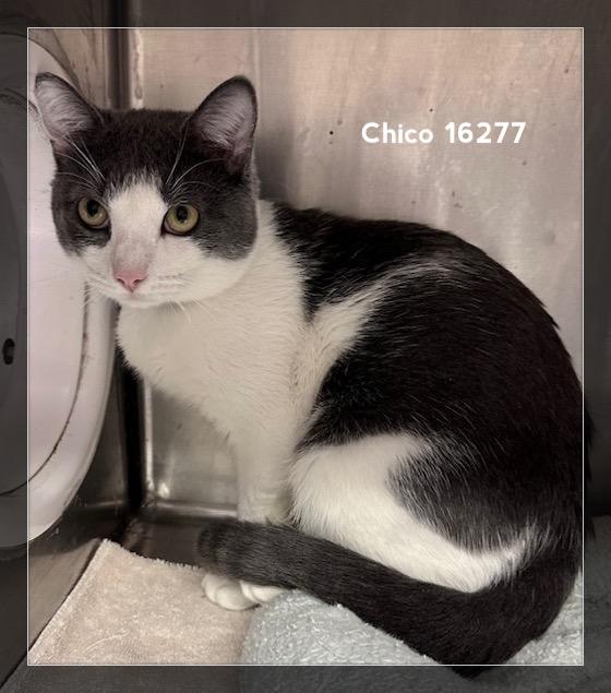 Enlarge CHICO, an adopted Domestic Short Hair in Marietta, GA image 1/5