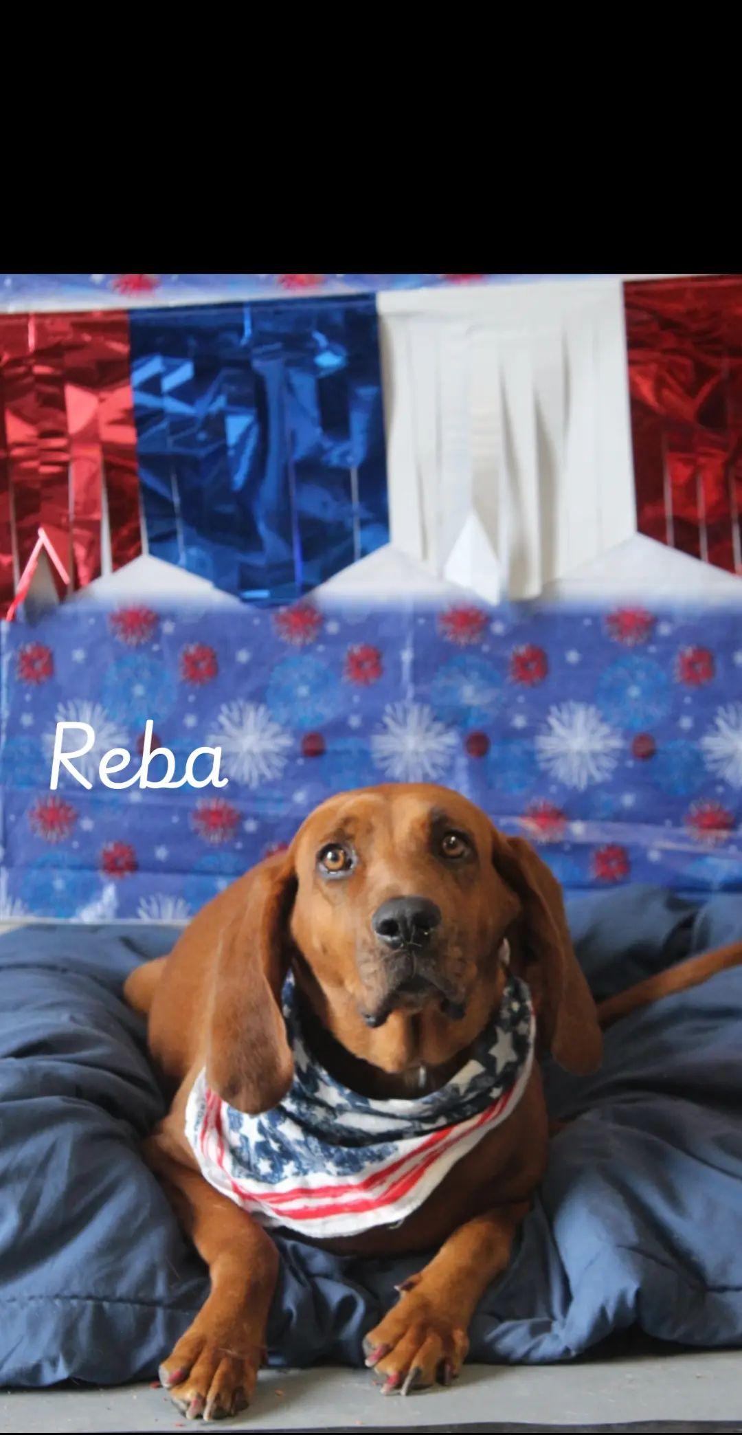 Reba, Adoptable, Adult Female Redbone Coonhound.