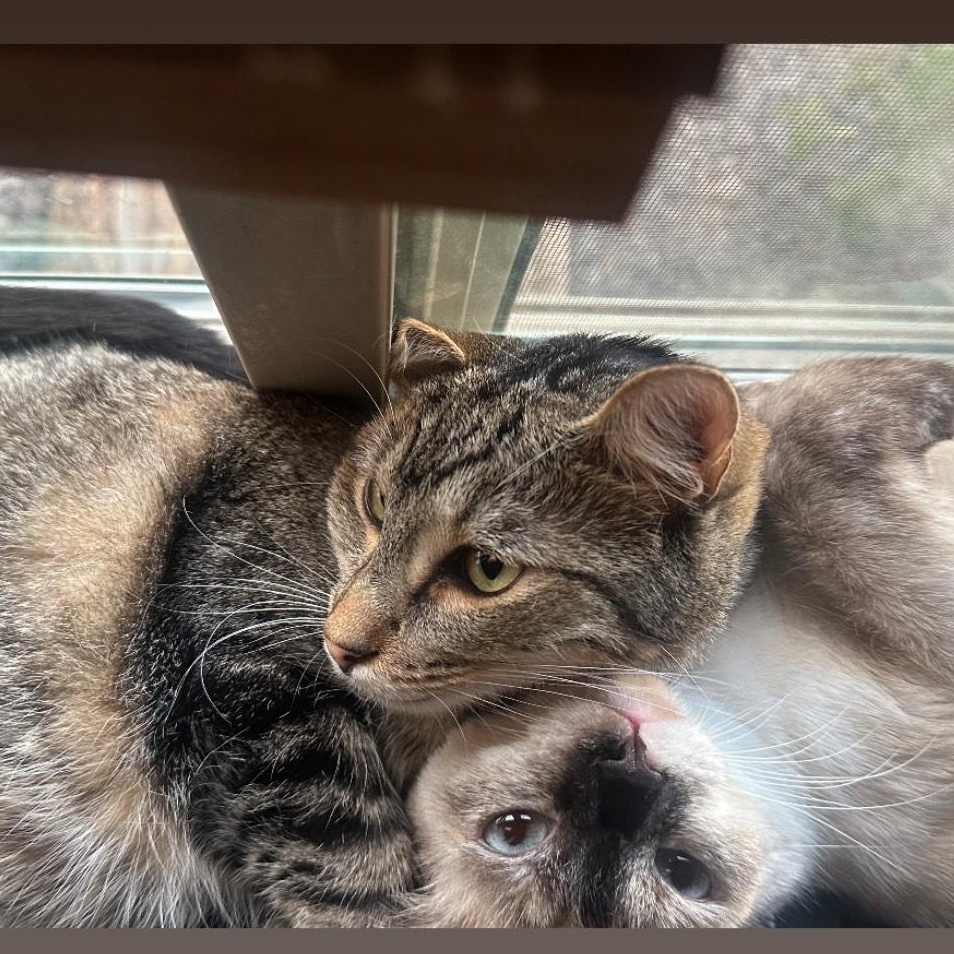 Daisy & Sesame (bonded pair), ADOPTABLE, Young Male Siamese.