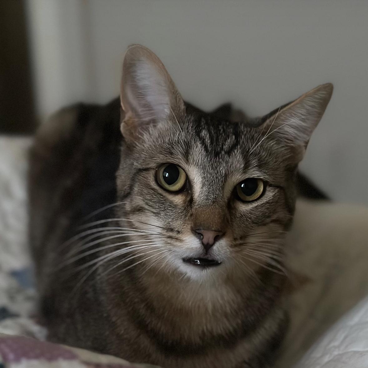 Daisy & Sesame (bonded pair), a ADOPTABLE Siamese in San Diego, CA image 2/6