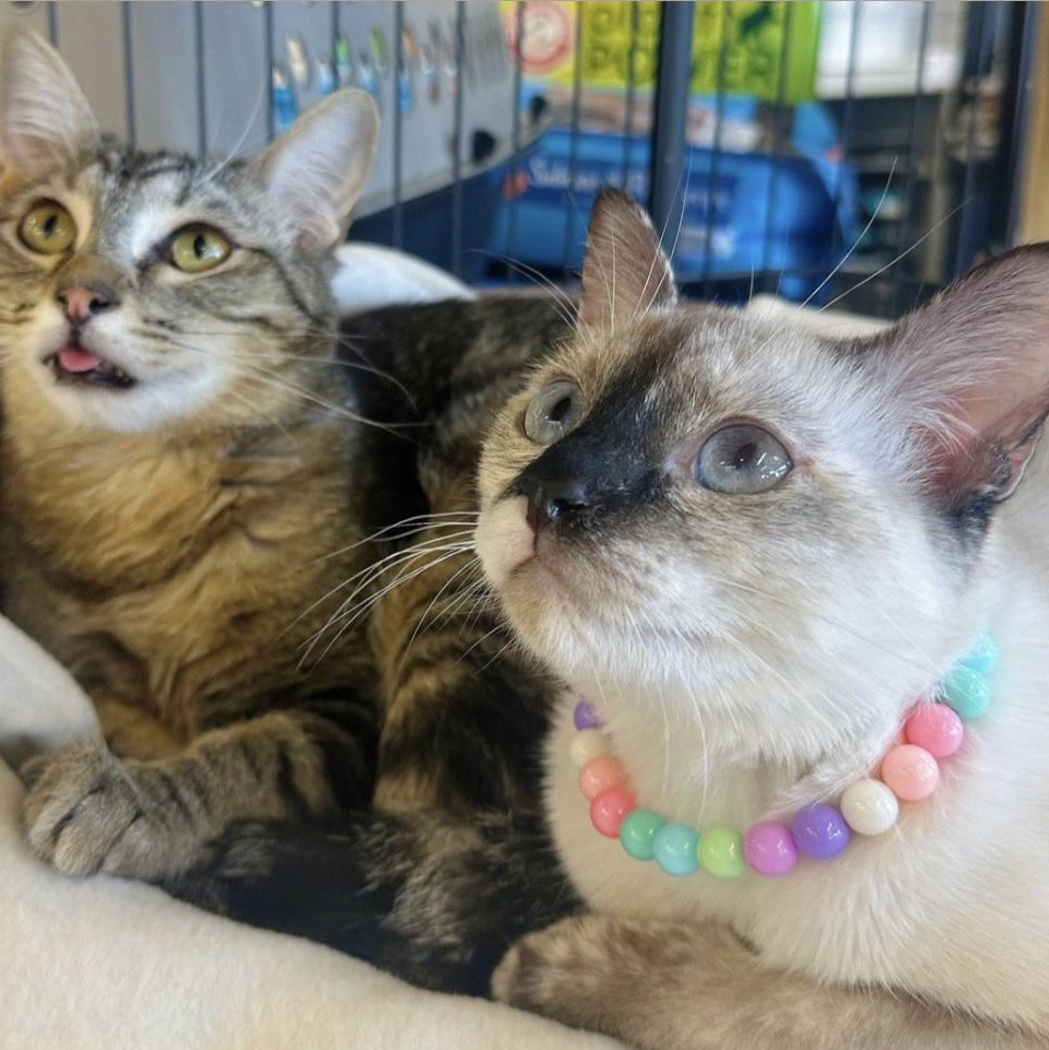 Daisy & Sesame (bonded pair), a ADOPTABLE Siamese in San Diego, CA image 3/6