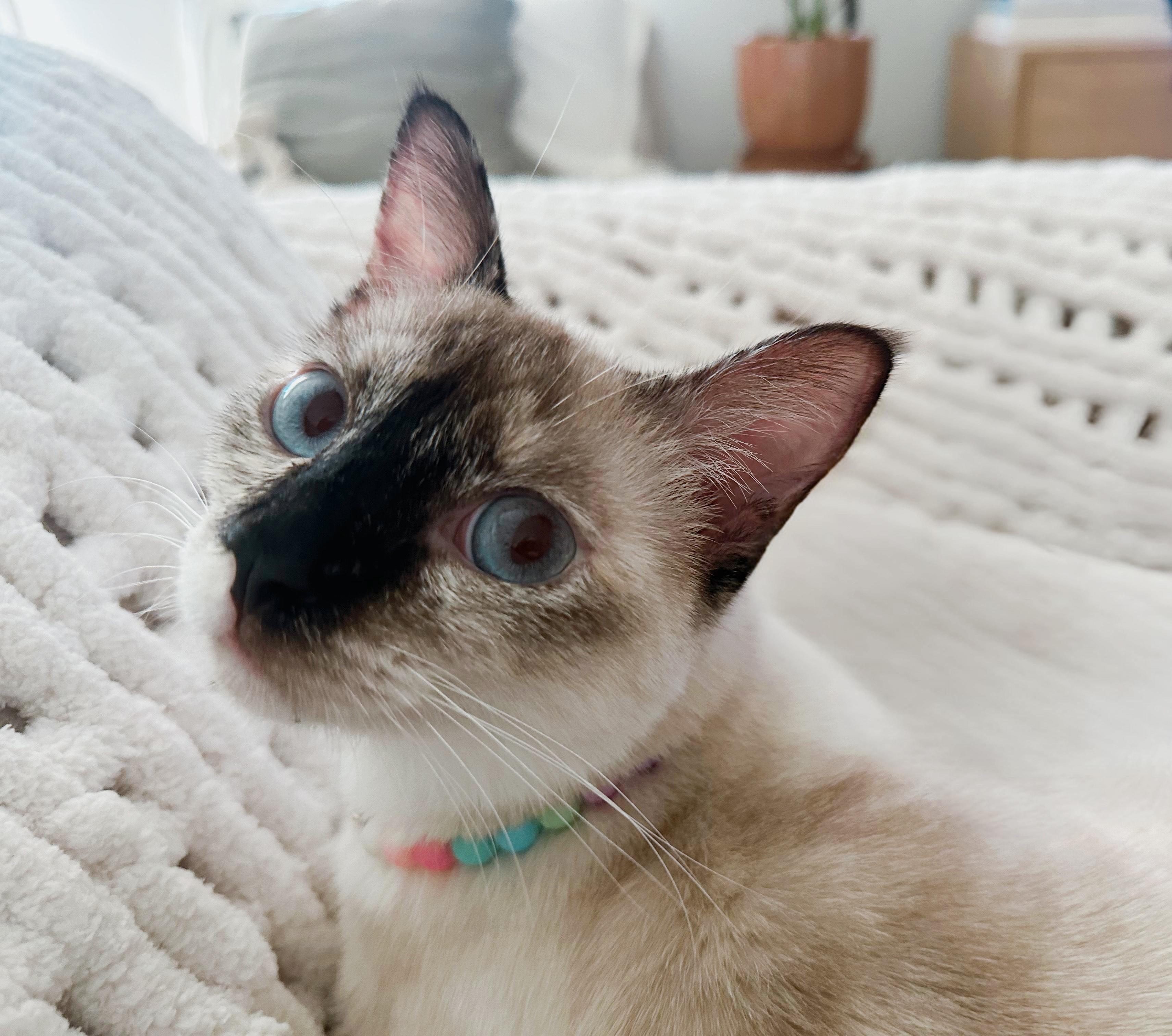 Daisy & Sesame (bonded pair), a ADOPTABLE Siamese in San Diego, CA image 4/6