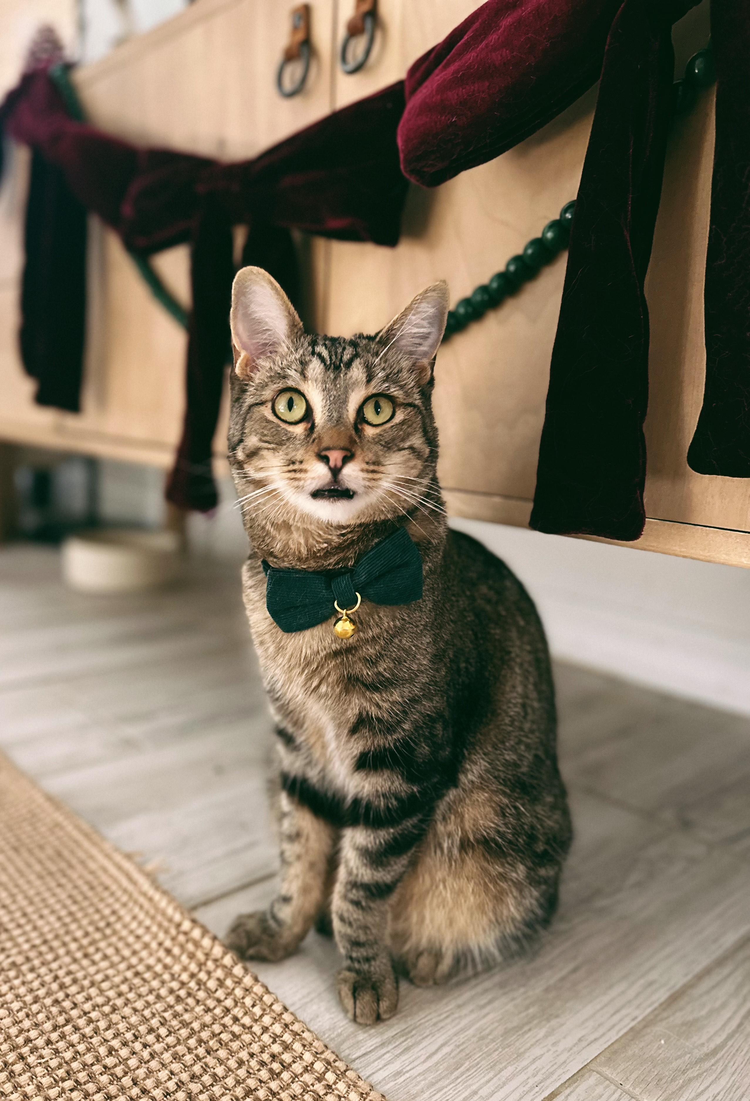 Daisy & Sesame (bonded pair), a ADOPTABLE Siamese in San Diego, CA image 5/6