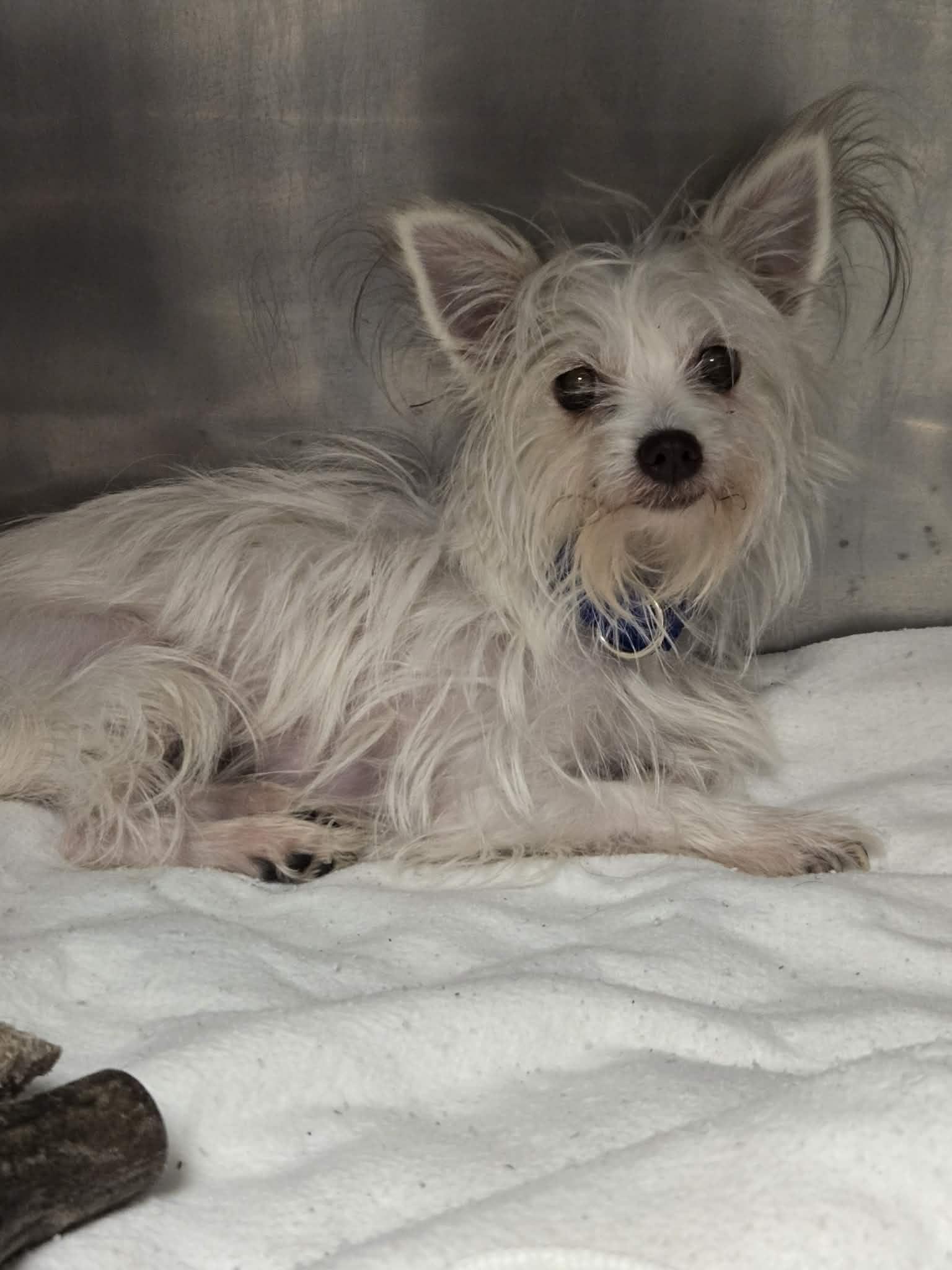 Enlarge Stroodle, a Adoptable Lhasa Apso in Whitehall, PA image 1/1