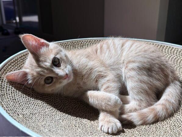 BUFFY, Adoptable, Kitten Female Domestic Short Hair.