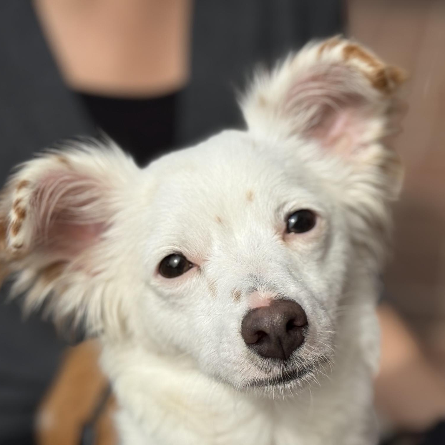 Riker, ADOPTABLE, Puppy Male Shetland Sheepdog / Sheltie & Australian Shepherd.