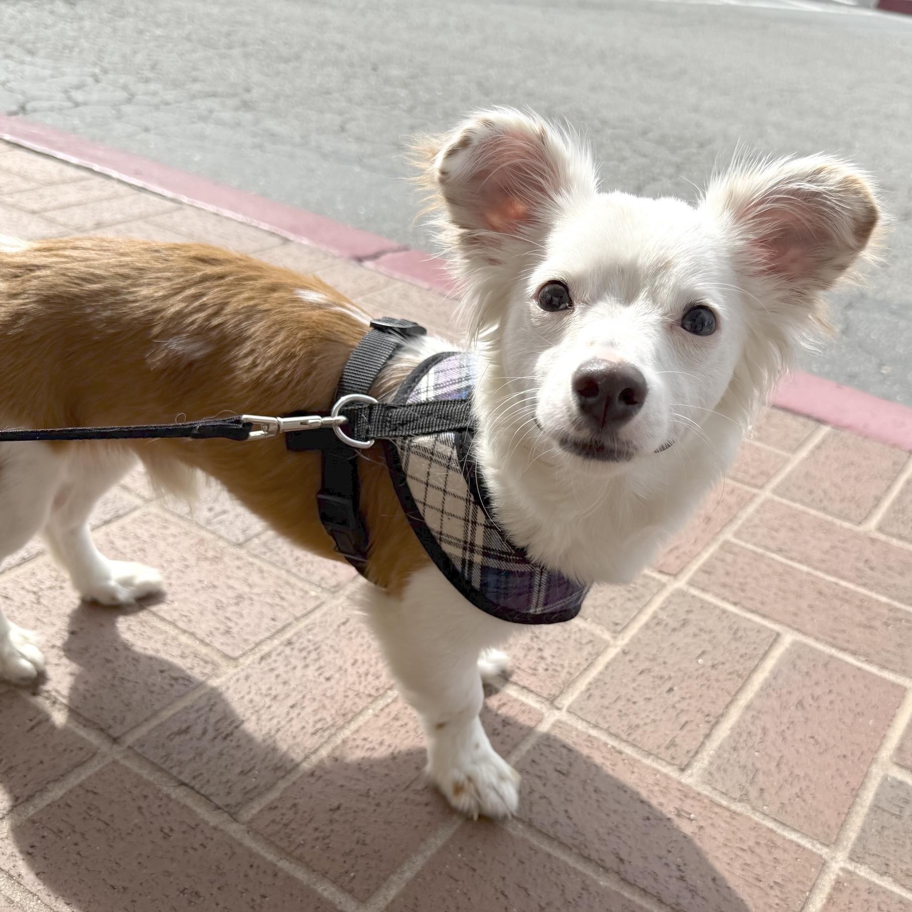 Enlarge Riker, a ADOPTABLE mixed breed in Pleasanton, CA image 6/6