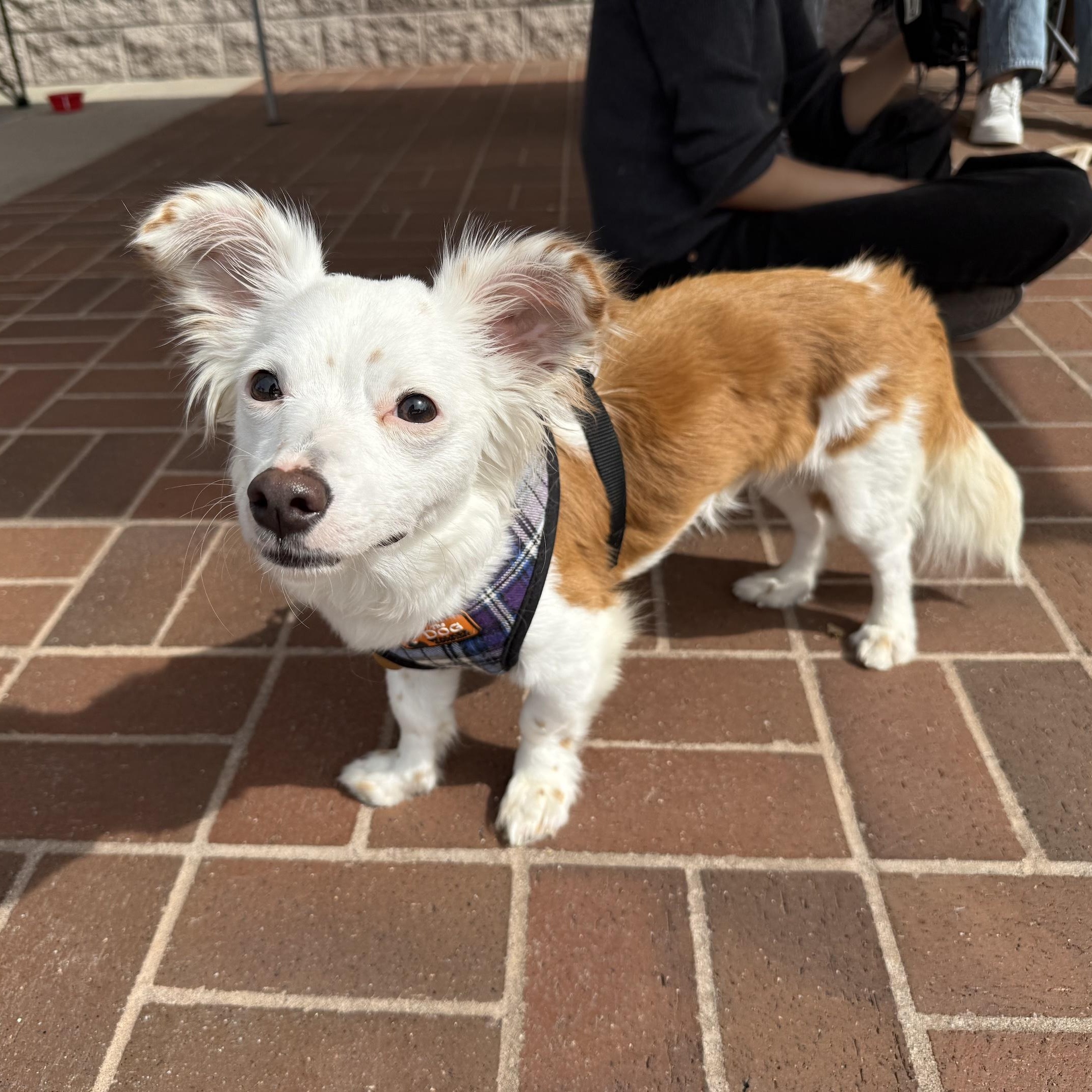 Enlarge Riker, a ADOPTABLE mixed breed in Pleasanton, CA image 5/6