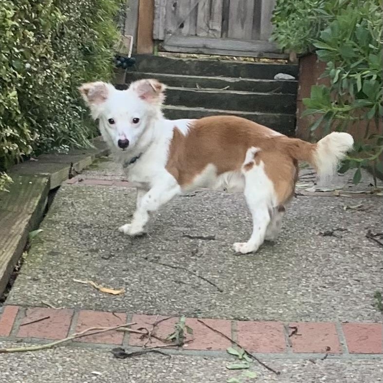 Enlarge Riker, a ADOPTABLE mixed breed in Pleasanton, CA image 4/6