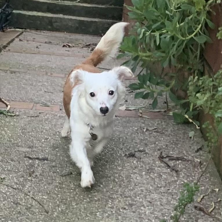 Enlarge Riker, a ADOPTABLE mixed breed in Pleasanton, CA image 5/6