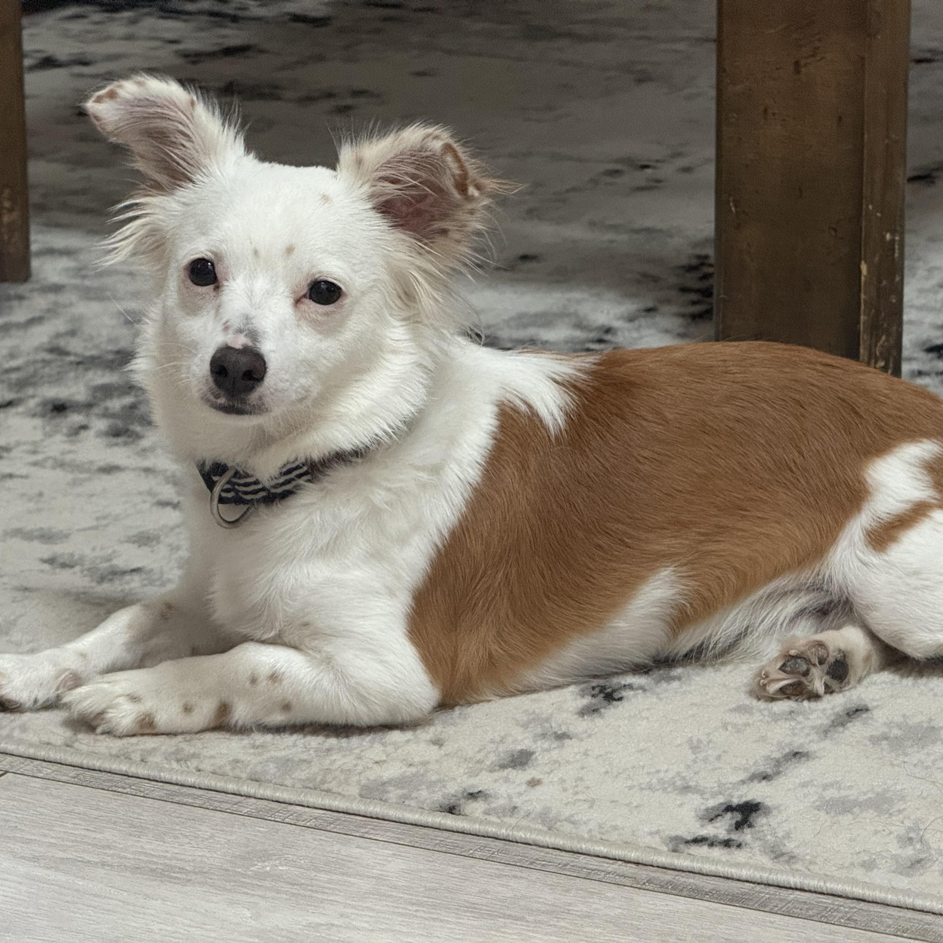 Enlarge Riker, a Adoptable mixed breed in Pleasanton, CA image 6/6